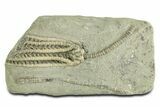 Fossil Crinoid (Decadocrinus) - Crawfordsville, Indiana #344772-1